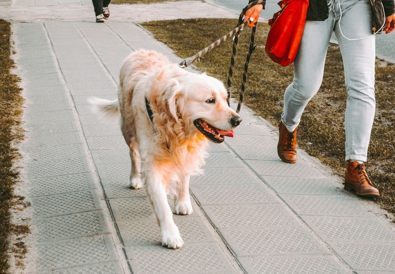 Person walking dog on leash outdoors